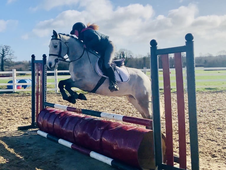 Connemara Mare 4 years 14,2 hh Grey in Mountrath