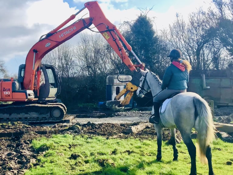 Connemara Mare 4 years 14,2 hh Grey in Mountrath