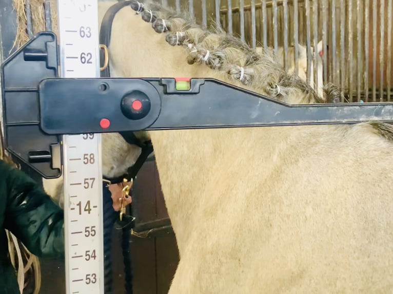 Connemara Mare 4 years 14,2 hh Grey in Mountrath