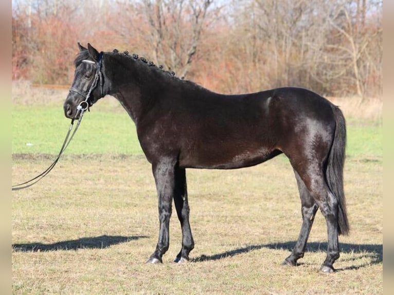 Connemara Mare 4 years 14,3 hh Black in Kecsk&#xE9;m&#xE9;t