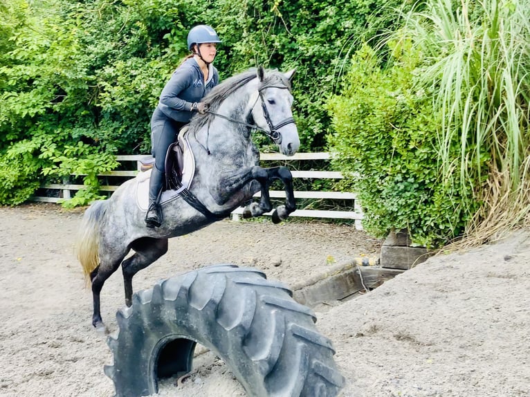 Connemara Mare 4 years 14,3 hh Gray-Dapple in Mountrath