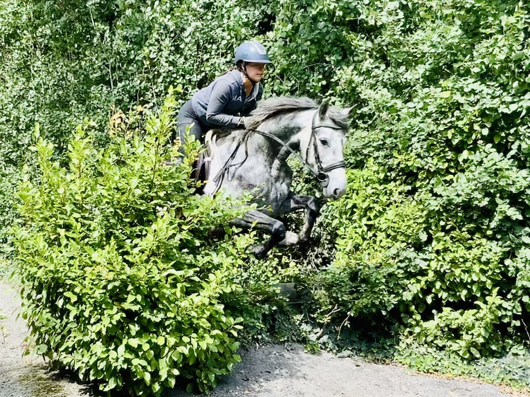Connemara Mare 4 years 14,3 hh Gray-Dapple in Mountrath