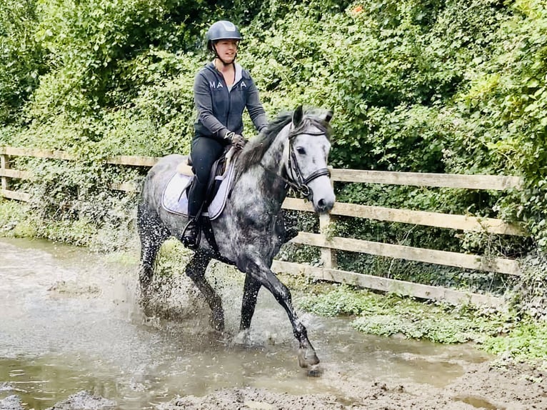 Connemara Mare 4 years 14,3 hh Gray-Dapple in Mountrath