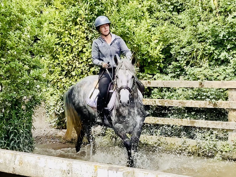 Connemara Mare 4 years 14,3 hh Gray-Dapple in Mountrath