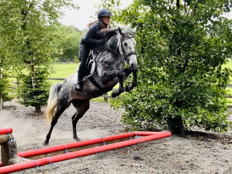 Connemara Mare 4 years 14,3 hh Gray-Dapple in Mountrath