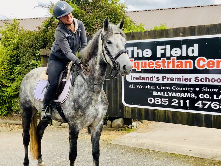 Connemara Mare 4 years 14,3 hh Gray-Dapple in Mountrath