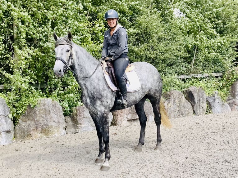Connemara Mare 4 years 14,3 hh Gray-Dapple in Mountrath