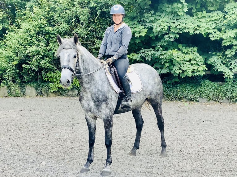 Connemara Mare 4 years 14,3 hh Gray-Dapple in Mountrath
