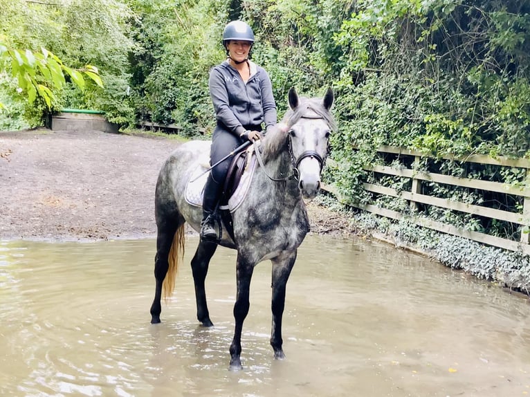 Connemara Mare 4 years 14,3 hh Gray-Dapple in Mountrath