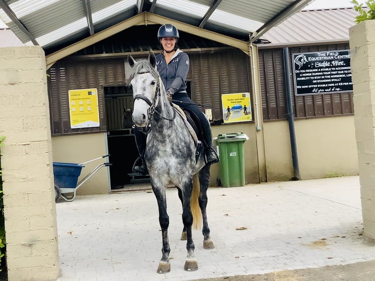Connemara Mare 4 years 14,3 hh Gray-Dapple in Mountrath