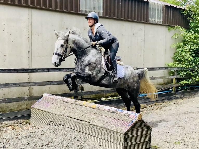 Connemara Mare 4 years 14,3 hh Gray-Dapple in Mountrath