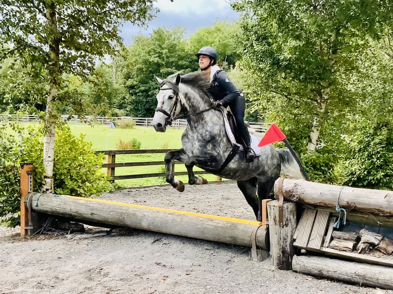 Connemara Mare 4 years 14,3 hh Gray-Dapple in Mountrath