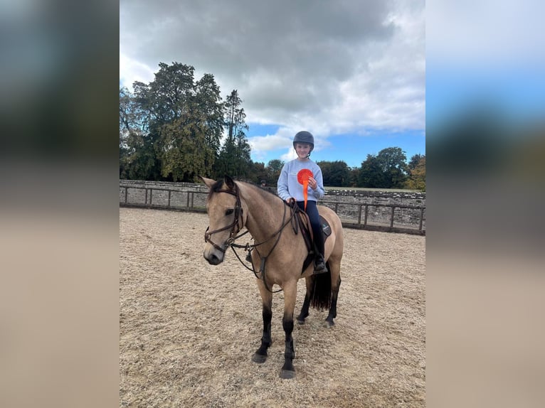 Connemara Mare 4 years 15.1 hh Dun in Dublin