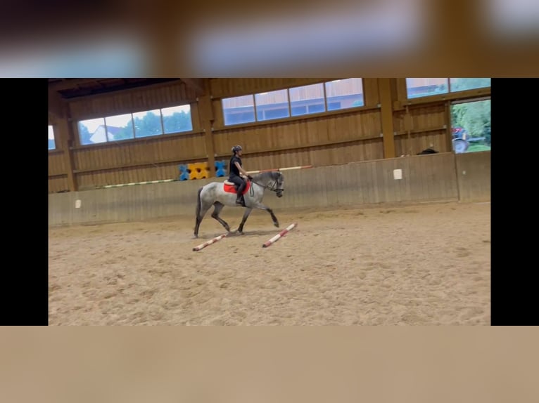 Connemara Mare 4 years 15.2 hh  in Kulmbach