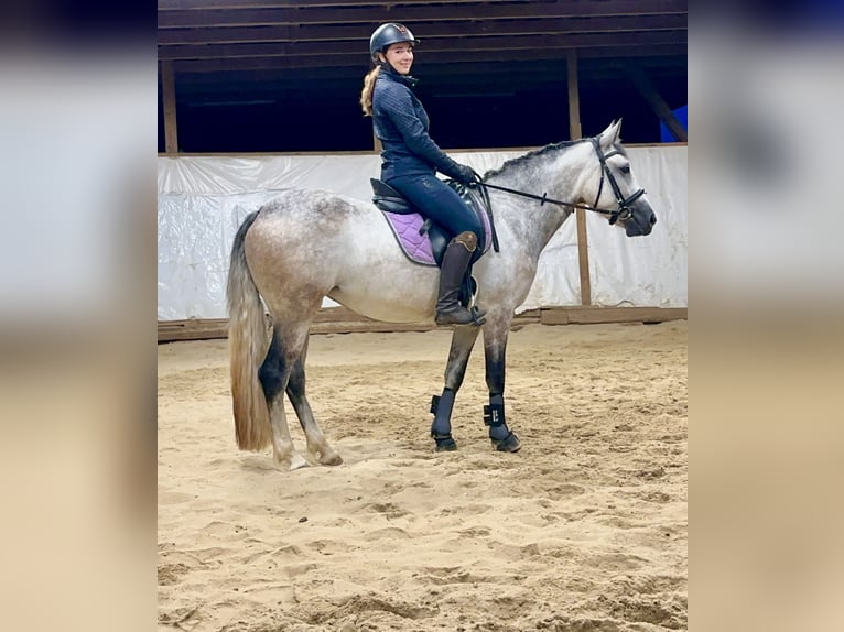 Connemara Mare 4 years 15 hh Brown Falb mold in Lisberg