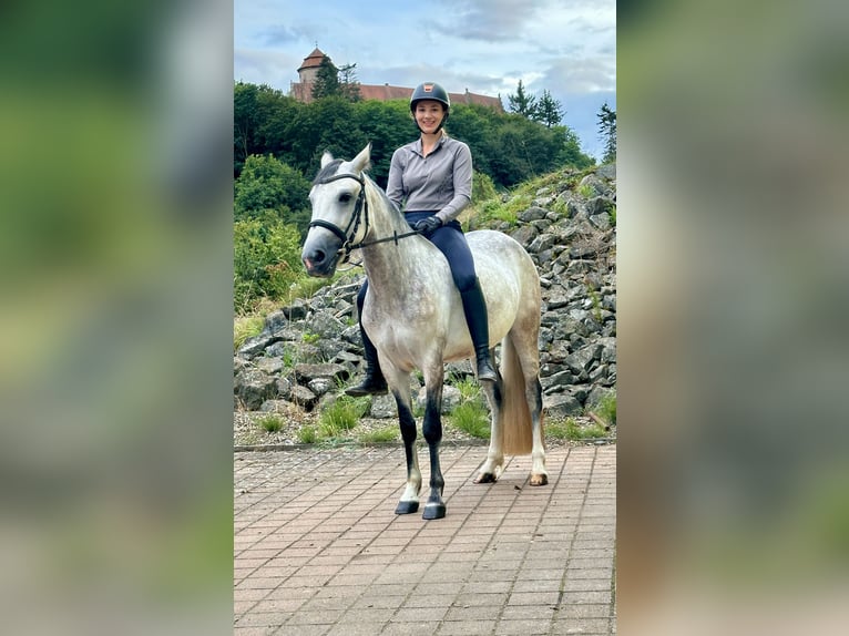 Connemara Mare 4 years 15 hh Brown Falb mold in Lisberg