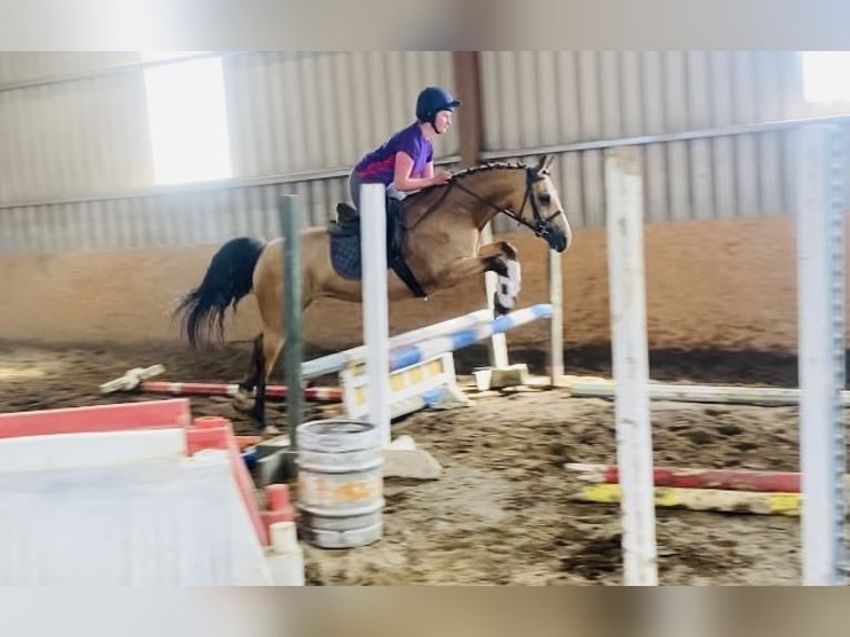 Connemara Mare 4 years 15 hh Dun in Sligo