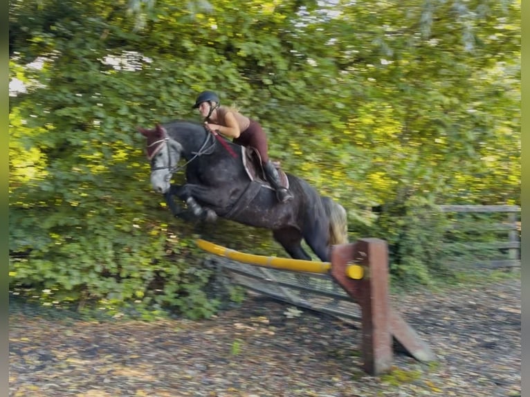 Connemara Mare 4 years 15 hh Grey in Mountrath, Co. Laois
