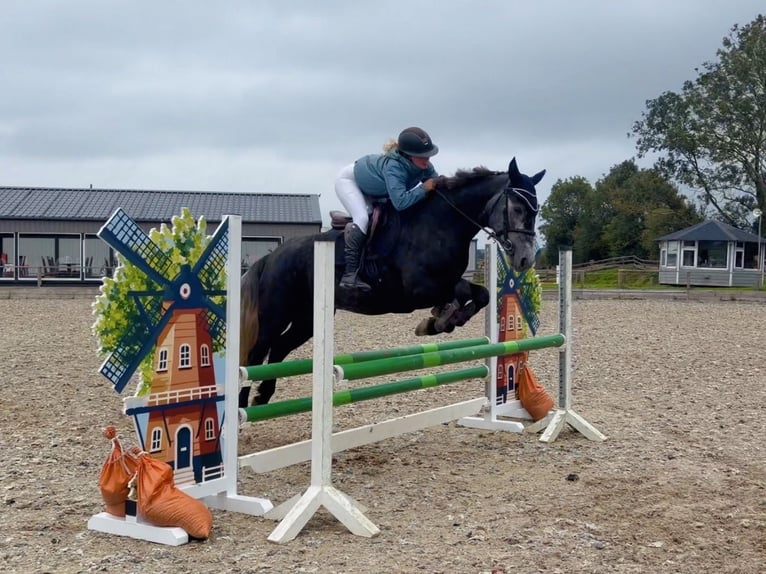 Connemara Mare 4 years 15 hh Grey in Mountrath, Co. Laois