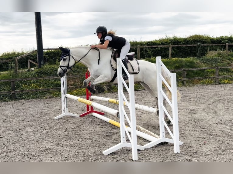 Connemara Mare 4 years 15 hh White in Mountrath, Co. Laois