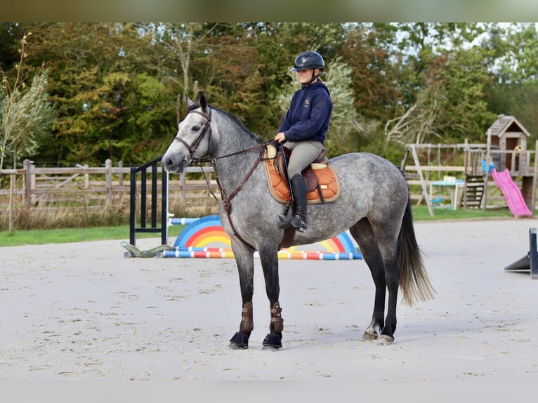 Connemara Mare 4 years 15,1 hh Can be white in Bogaarden