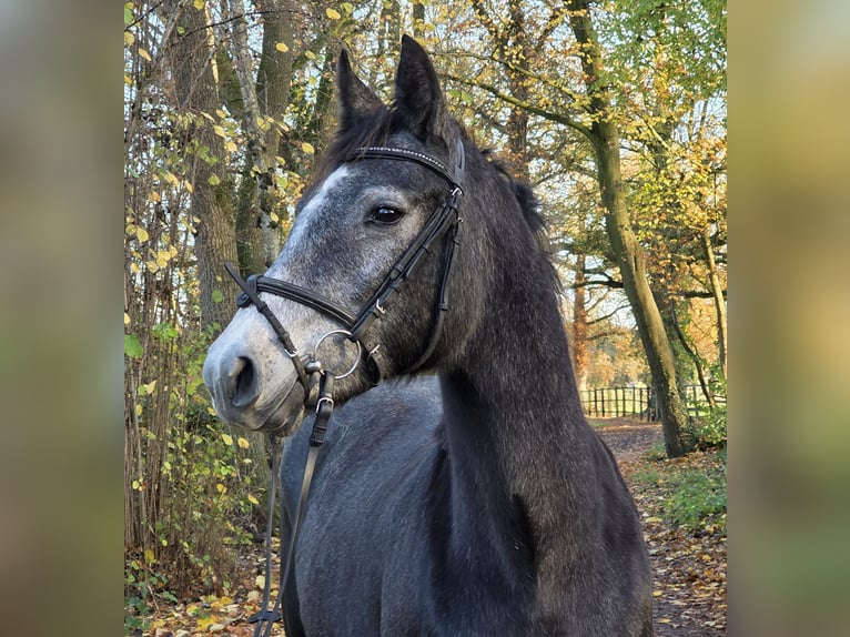 Connemara Mare 4 years 15,1 hh Grey-Dark-Tan in Wachtendonk