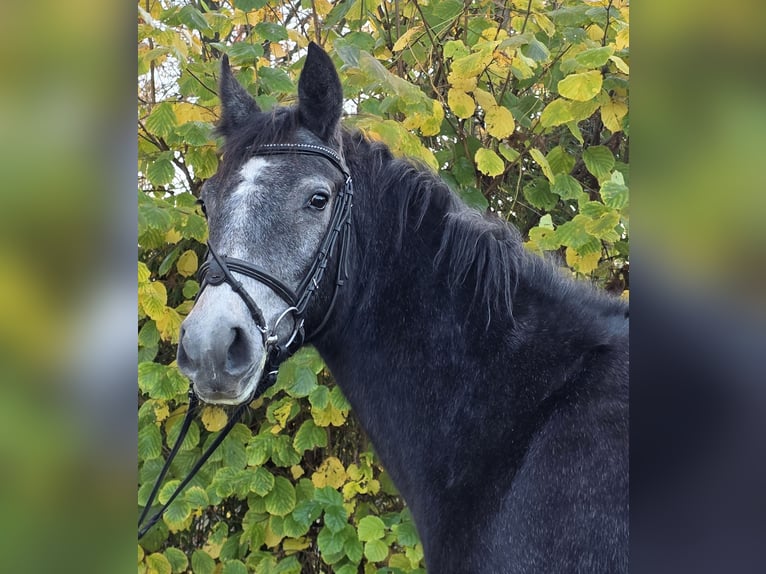 Connemara Mare 4 years 15,1 hh Grey-Dark-Tan in Wachtendonk