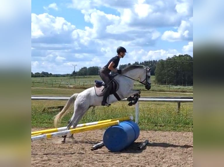 Connemara Mare 5 years 13,3 hh Gray in Straskov 32