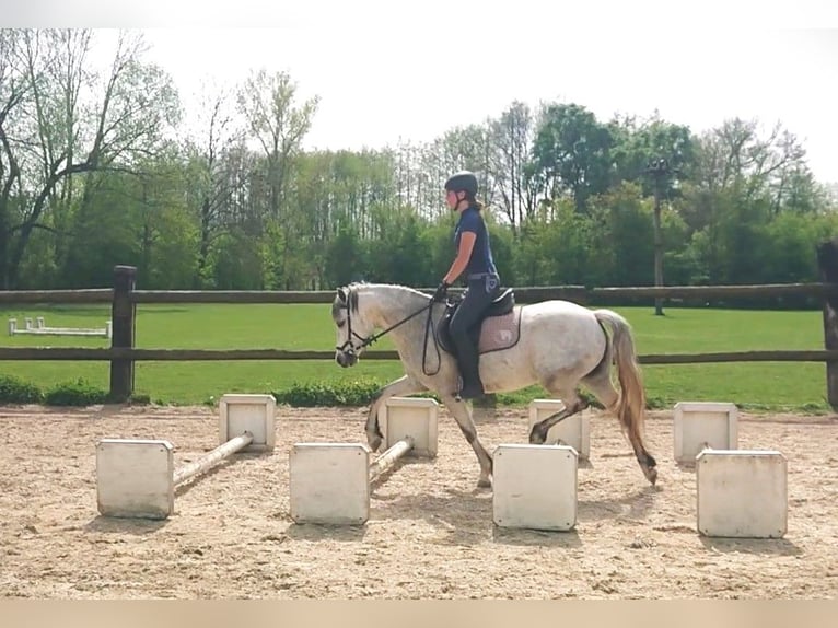 Connemara Mare 5 years 13,3 hh Gray in Straskov 32