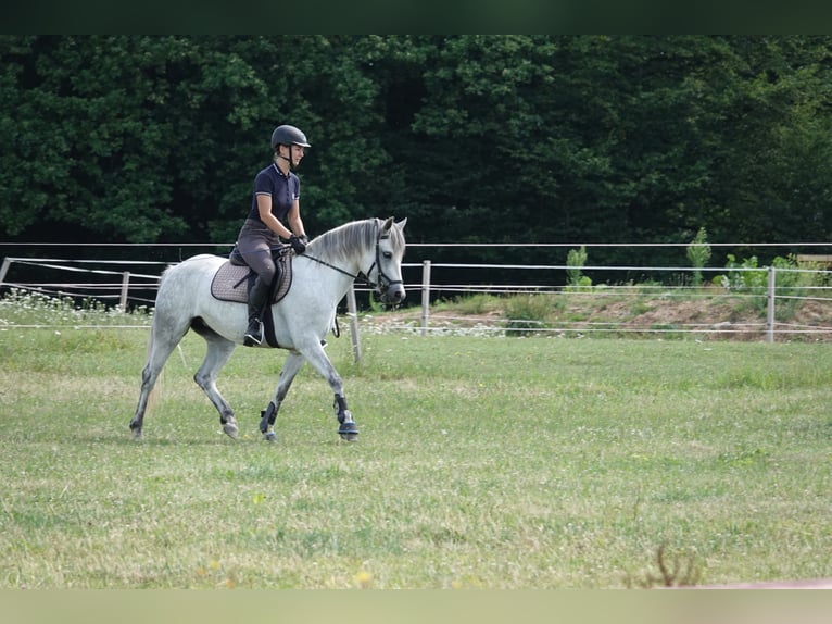 Connemara Mare 5 years 13,3 hh Gray in Straskov 32