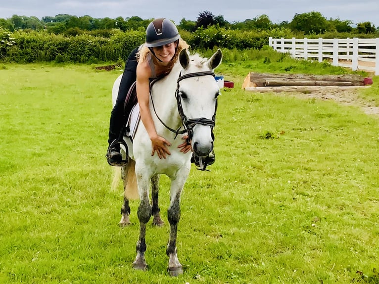 Connemara Mare 5 years 13,2 hh Gray in Mountrath