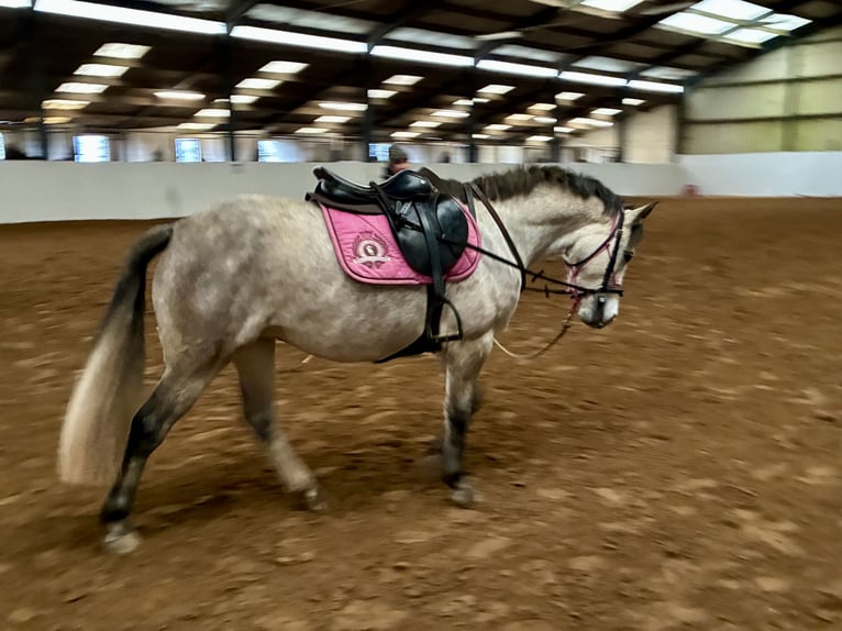 Connemara Mare 5 years 13,2 hh Grey in Bastogne