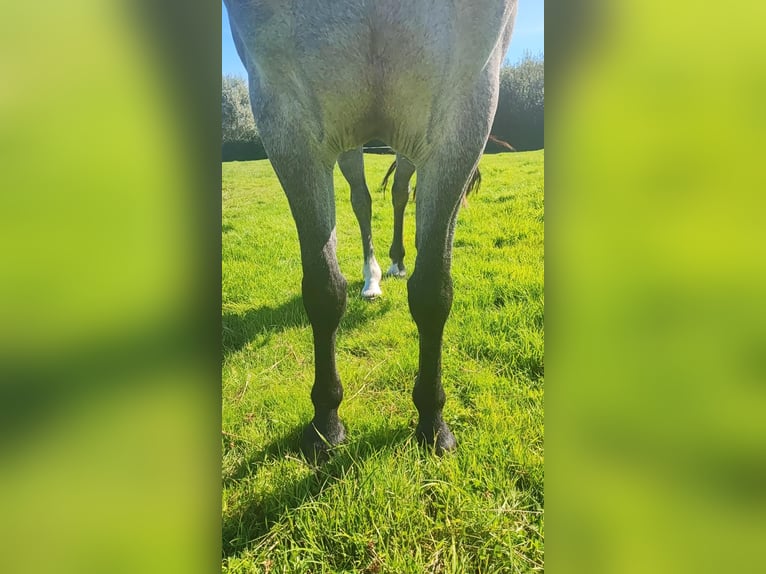 Connemara Mare 5 years 14,1 hh Brown Falb mold in Glenbrien