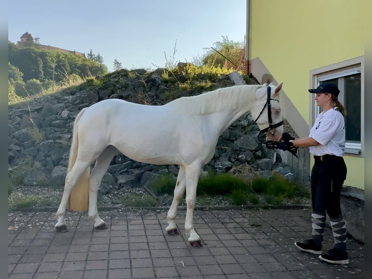 Connemara Mare 5 years 14.1 hh Cremello in Lisberg