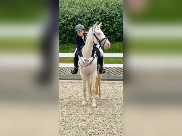 Connemara Mare 5 years 14.1 hh Cremello in Lisberg