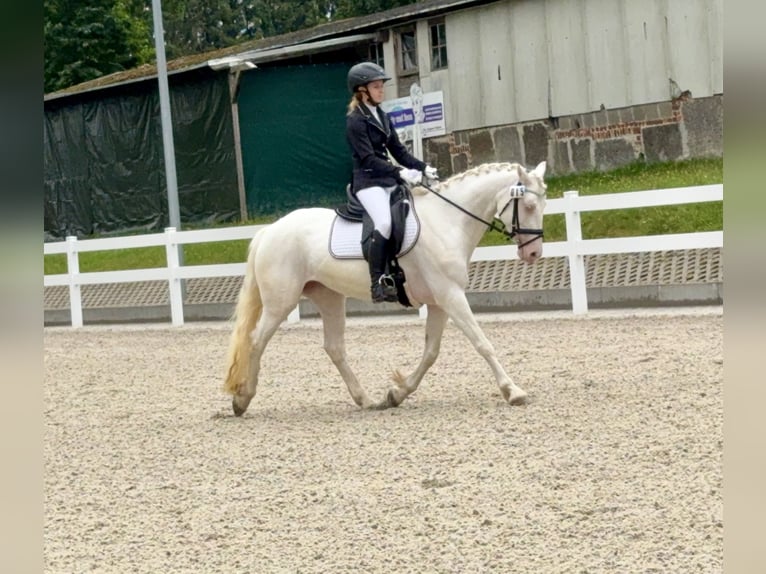 Connemara Mare 5 years 14.1 hh Cremello in Lisberg
