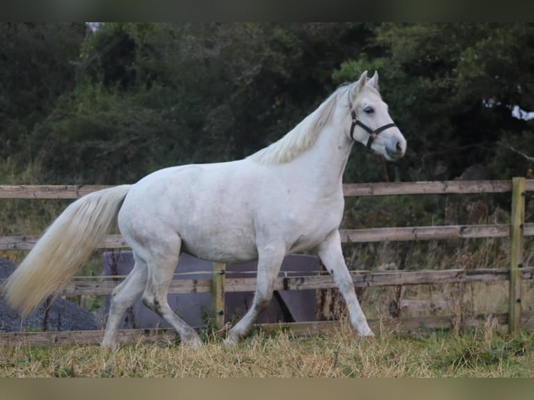 Connemara Mare 5 years 14.1 hh Cremello in Lisberg