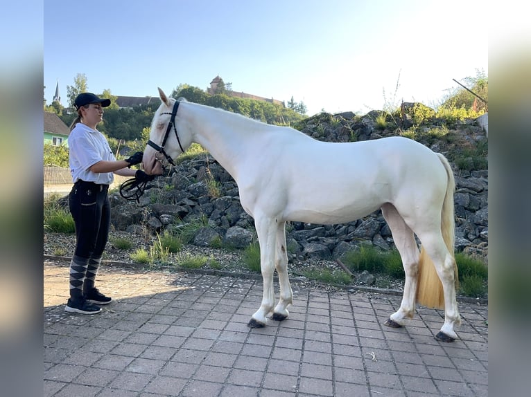 Connemara Mare 5 years 14.1 hh Cremello in Lisberg