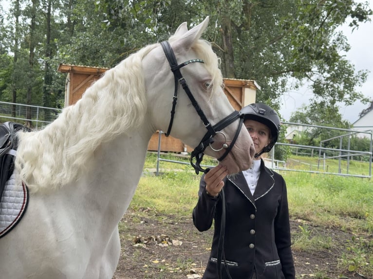 Connemara Mare 5 years 14.1 hh Cremello in Lisberg