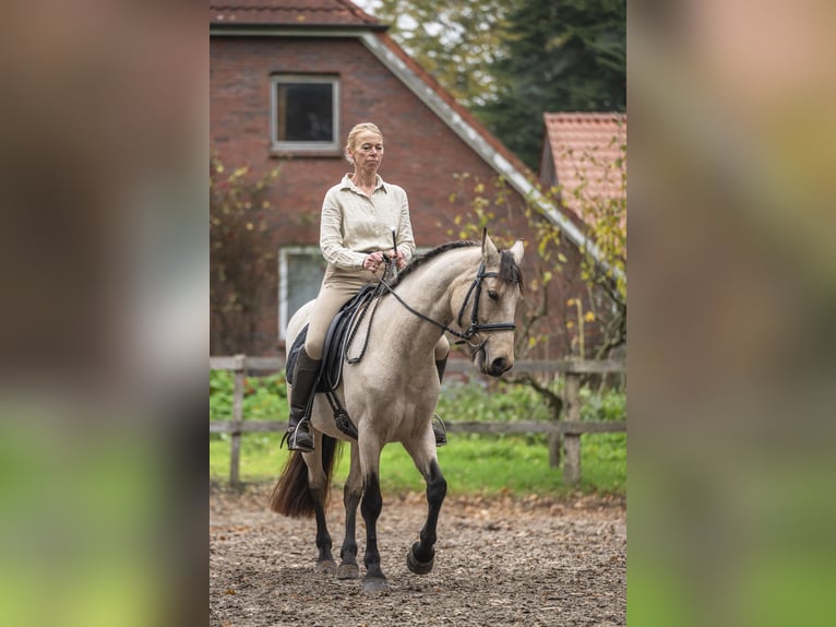 Connemara Mare 5 years 14,1 hh Dun in Edewecht