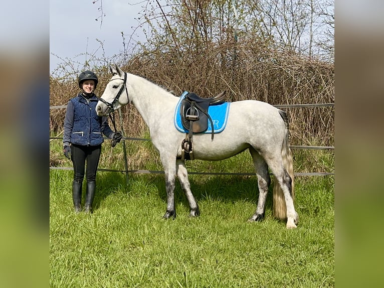 Connemara Mare 5 years 14,1 hh Gray-Dark-Tan in Lisberg