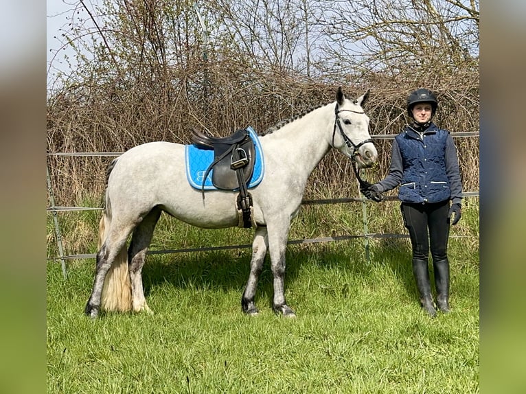 Connemara Mare 5 years 14,1 hh Gray-Dark-Tan in Lisberg