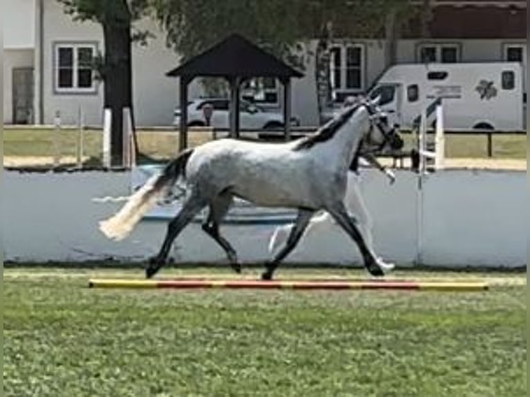 Connemara Mare 5 years 14,1 hh Gray-Dark-Tan in Lisberg