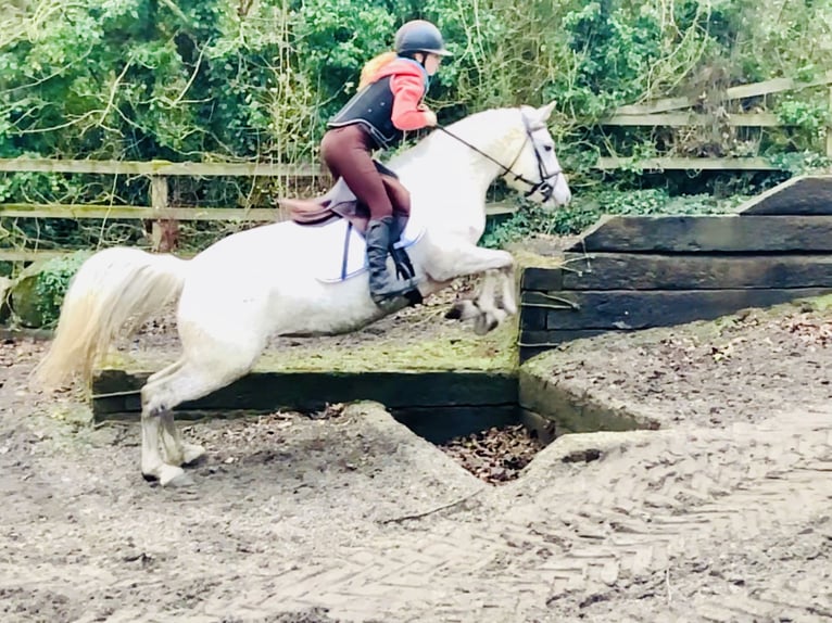 Connemara Mare 5 years 14,1 hh Gray in Mountrath