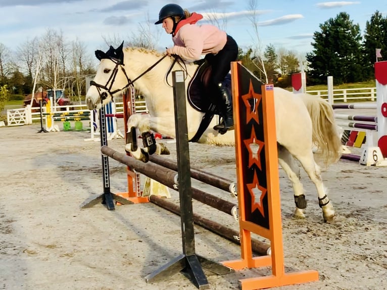 Connemara Mare 5 years 14,1 hh Gray in Mountrath