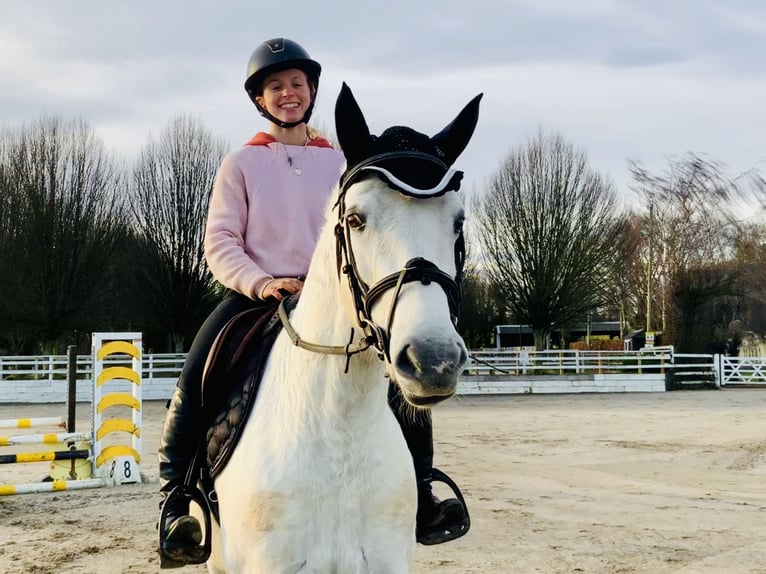 Connemara Mare 5 years 14,1 hh Gray in Mountrath