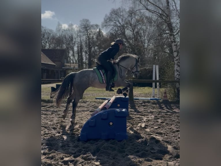 Connemara Mare 5 years 14.1 hh Grey-Dapple in Trebbin