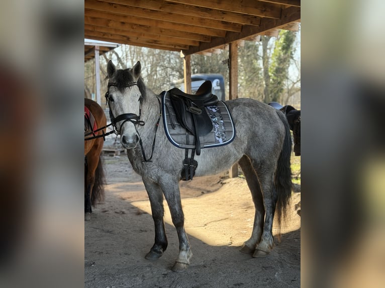 Connemara Mare 5 years 14.1 hh Grey-Dapple in Trebbin