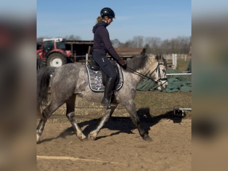 Connemara Mare 5 years 14.1 hh Grey-Dapple in Trebbin