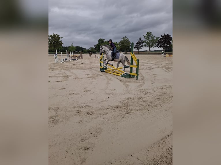 Connemara Mare 5 years 14.1 hh Grey-Dapple in Senden